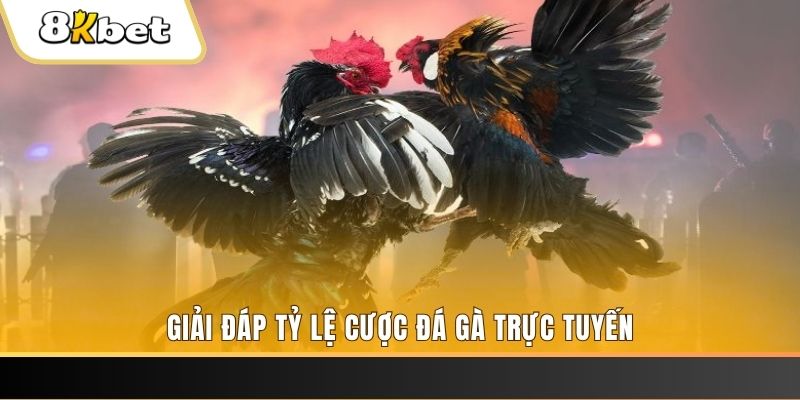 trực tiếp đá gà thomo